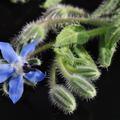 Borretsch bl�ht vom Fr�hsommer bis zum Frost und ist Insektenmagnet