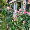 Bonica-St�mmchen, 3 Jahre in unserem Garten