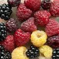 Herbsthimbeeren von Lubera, gekauft 2023, geerntet 2023:-)