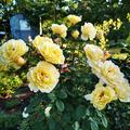 Tolle Bl�te und auch noch essbar 