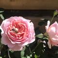 Rose 'Eustacia Vye�'