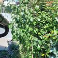 Fruttini Skyscraper: Sehr sch�ner Baum und Wuchs, nach 2 Jahren noch keine Bl�ten. Abwarten!