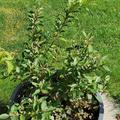 Lowberry� Heidelbeere 'Little Blue Wonder'