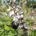 Holzbiene (Xylocopa violacea) am M�nchspfeffer