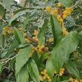 Volle �lweiden-�ste im Herbst 2023!