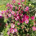 Kr�ftige Herbstfarben! Sooo wichtig f�r die Bienen!