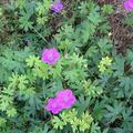 Bl�ht unerm�dlich und ist ein wahrer Bodendecker