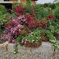 Rose Roseasy� Fontana Geysir