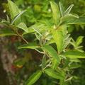 Die Pointilla im ersten Herbst, sch�n angewachsen