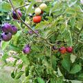 Freilandparadeiser OpenSky� 'Tombonne'� 'Happyblack'�