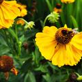 Helenium x cultorum 'El Dorado', Sonnenbraut 'El Dorado'