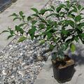 Zitrus, Citrus, Japan Hybrid