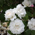 Winchester Cathedral�