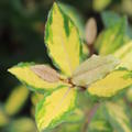 Bl�tter