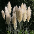 Cortaderia selloana 'Evita' (S)
