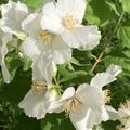Philadelphus 'Belle �toile', Gartenjasmin