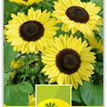 Sonnenblume F1 'Full Sun'