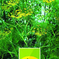 Gew�rzfenchel