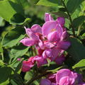Borstenakazie 'Macrophylla' (Robinia hispida)