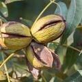 Hican-Nuss Burton, Carya illinoinensis � ovata