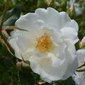 Kamelie Pierrot White, Camelia japonica
