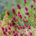 Sanguisorba tenuifolia Henk Gerritsen, Gerritson, Wiesenknopf
