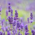 Lavandula angustifolia Vincenzo Purple