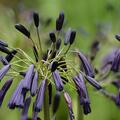 Agapanthus inapertus subsp. pendulus Black Magic, Schmucklilie