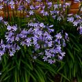 Agapanthus praecox subsp. orientalis Peter Pan, Schmucklilie, Schmetterling