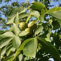 Hickory-Nuss Grainger, Carya ovata