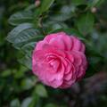 Kamelie Rosedale's Beauty, Camellia japonica