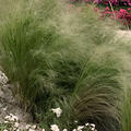 Nasella tenuissima