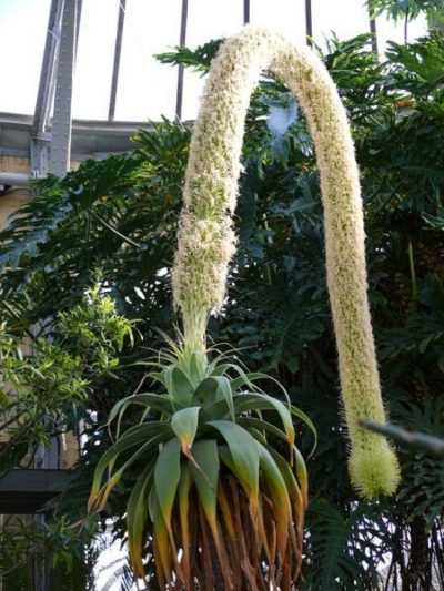 <i>Agave attenuata</i>