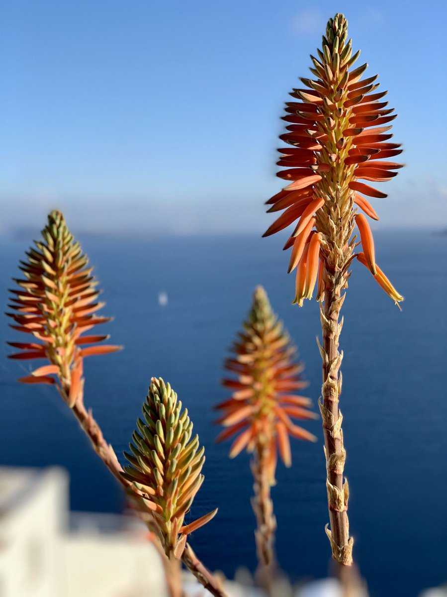 Fleur d&rsquo;aloe vera