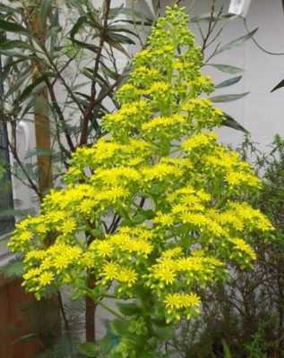 Floraison d&rsquo;aeonium