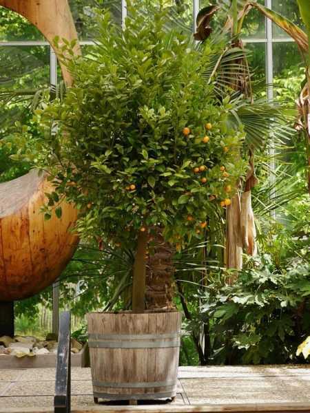 Planter le calamondin