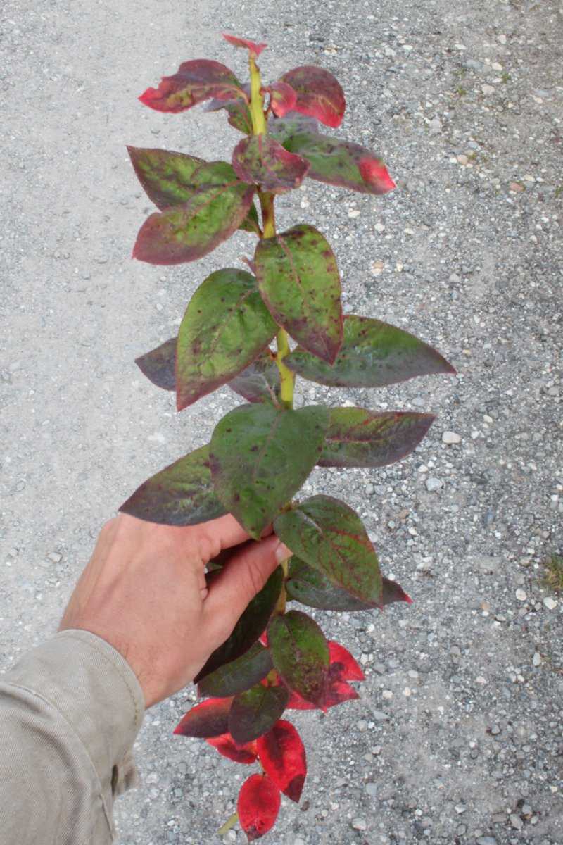 Multiplier un myrtillier Lubera
