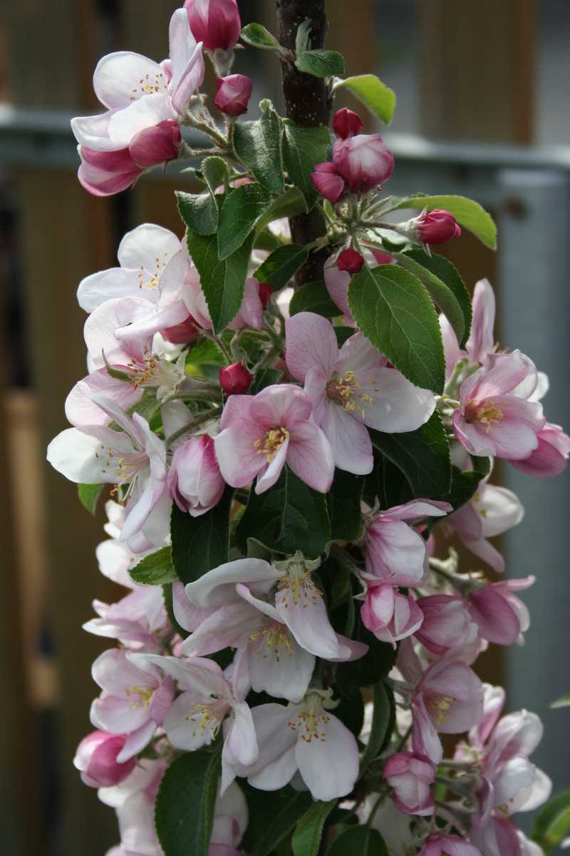 Le pommier colonnaire ne fleurit pas