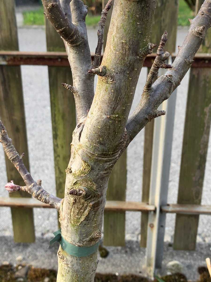 Tailler le pommier colonnaire