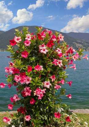 Colonne de fleurs Mandevilla