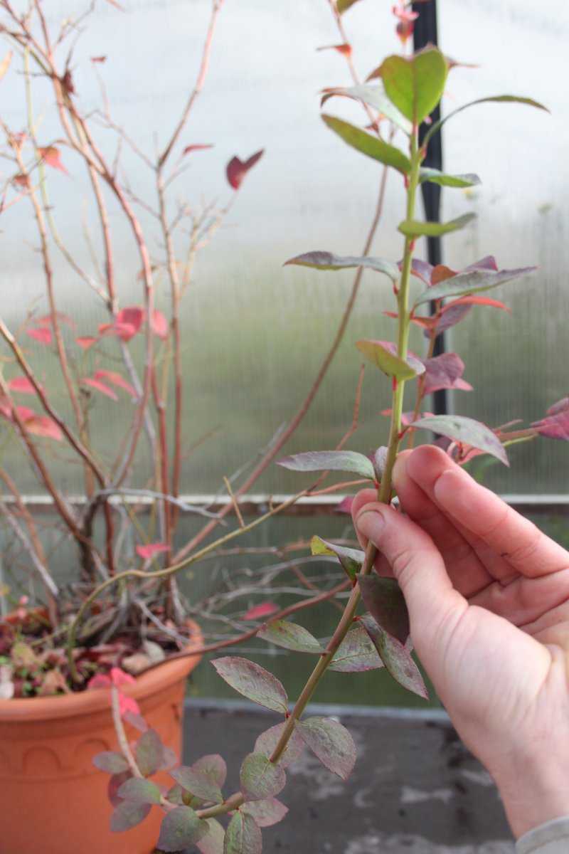 Multiplier un myrtillier Lubera