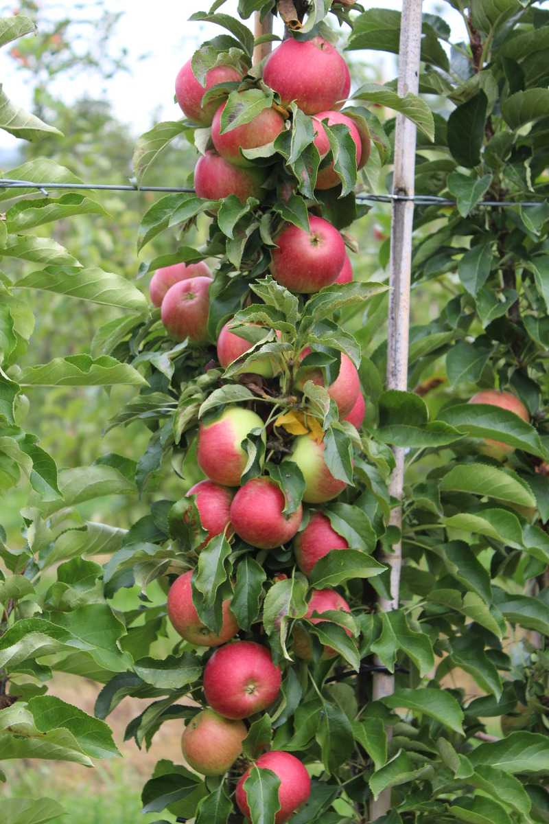 Pommes bonnes pour la sant&eacute; Malini Pronto Lubera