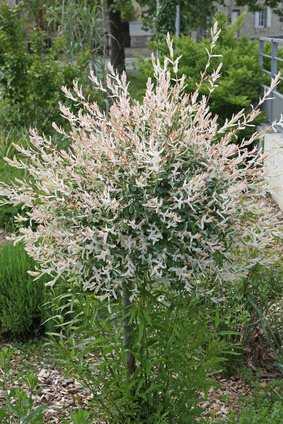 Saule crevette (<i>Salix integra Hakuro Nishiki</i>) en haute tige