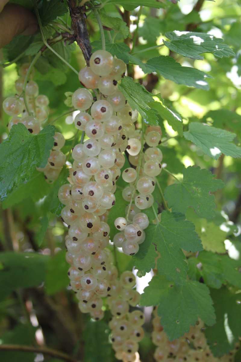 Confiture de groseilles blanches Groseillier Ribest Glasperle Lubera