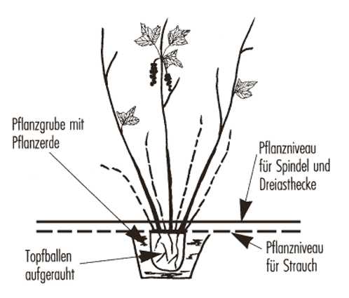 Planter un groseillier Lubera, planter des groseilliers