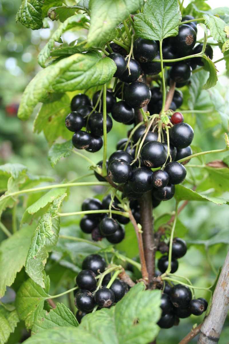 Planter et cultiver des cassissiers
