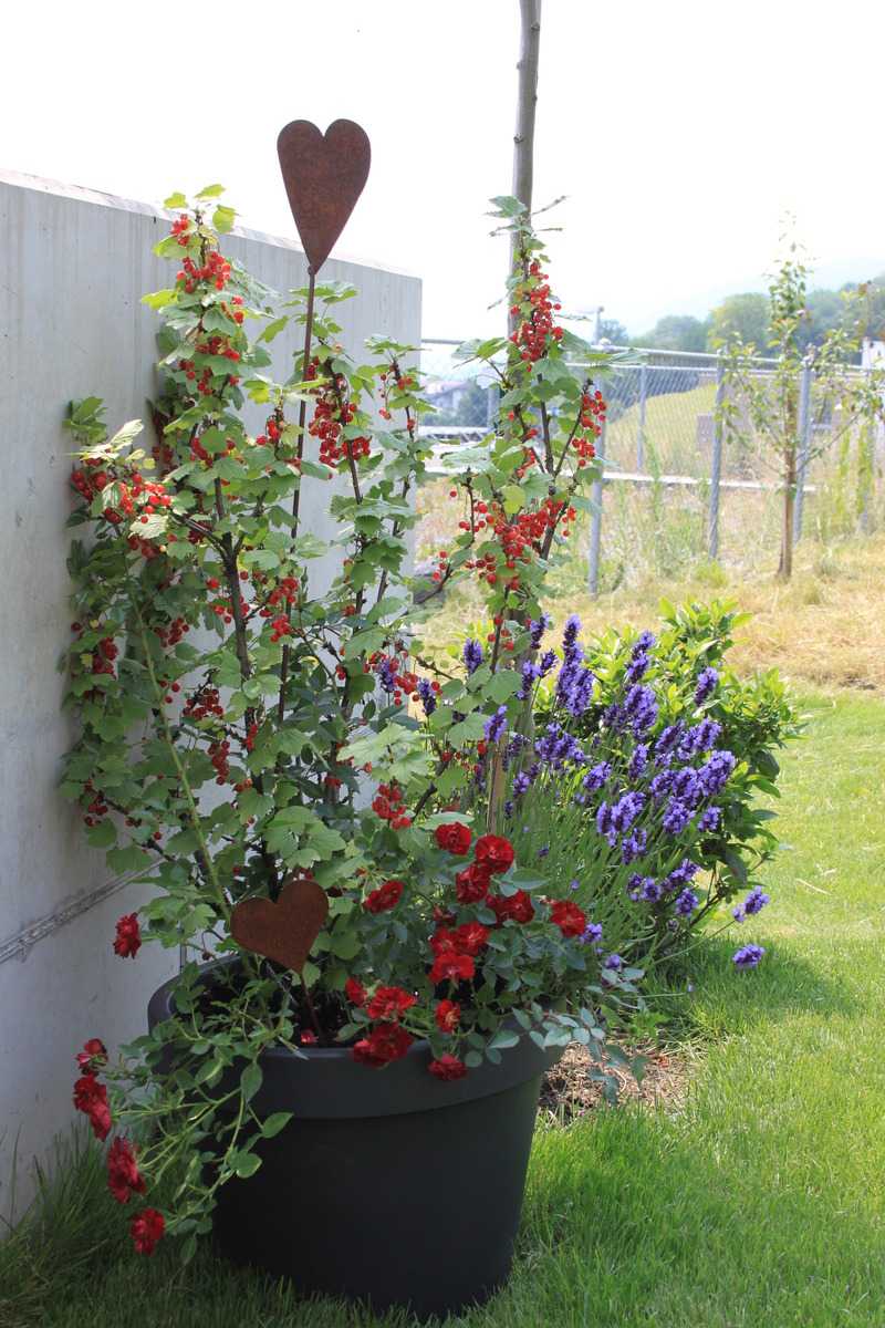 P&eacute;riode de plantation groseillier Lisette Lubera, planter des groseilliers