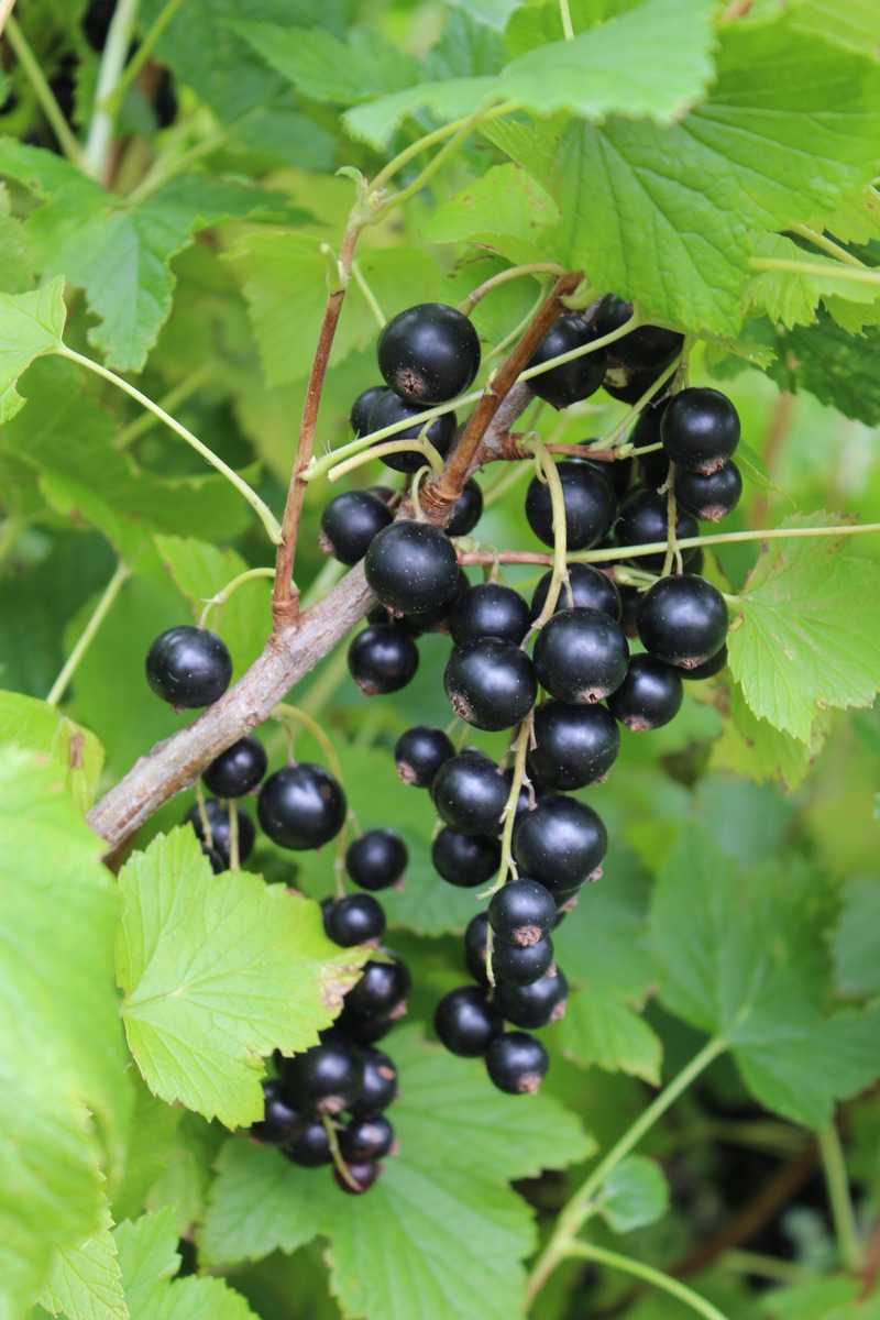 Planter et cultiver des cassissiers