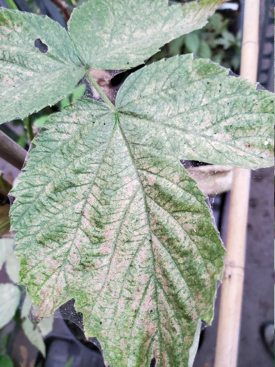 Framboisiers feuilles jaunes acariens Lubera
