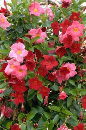 La floraison du mandevilla est spectaculaire